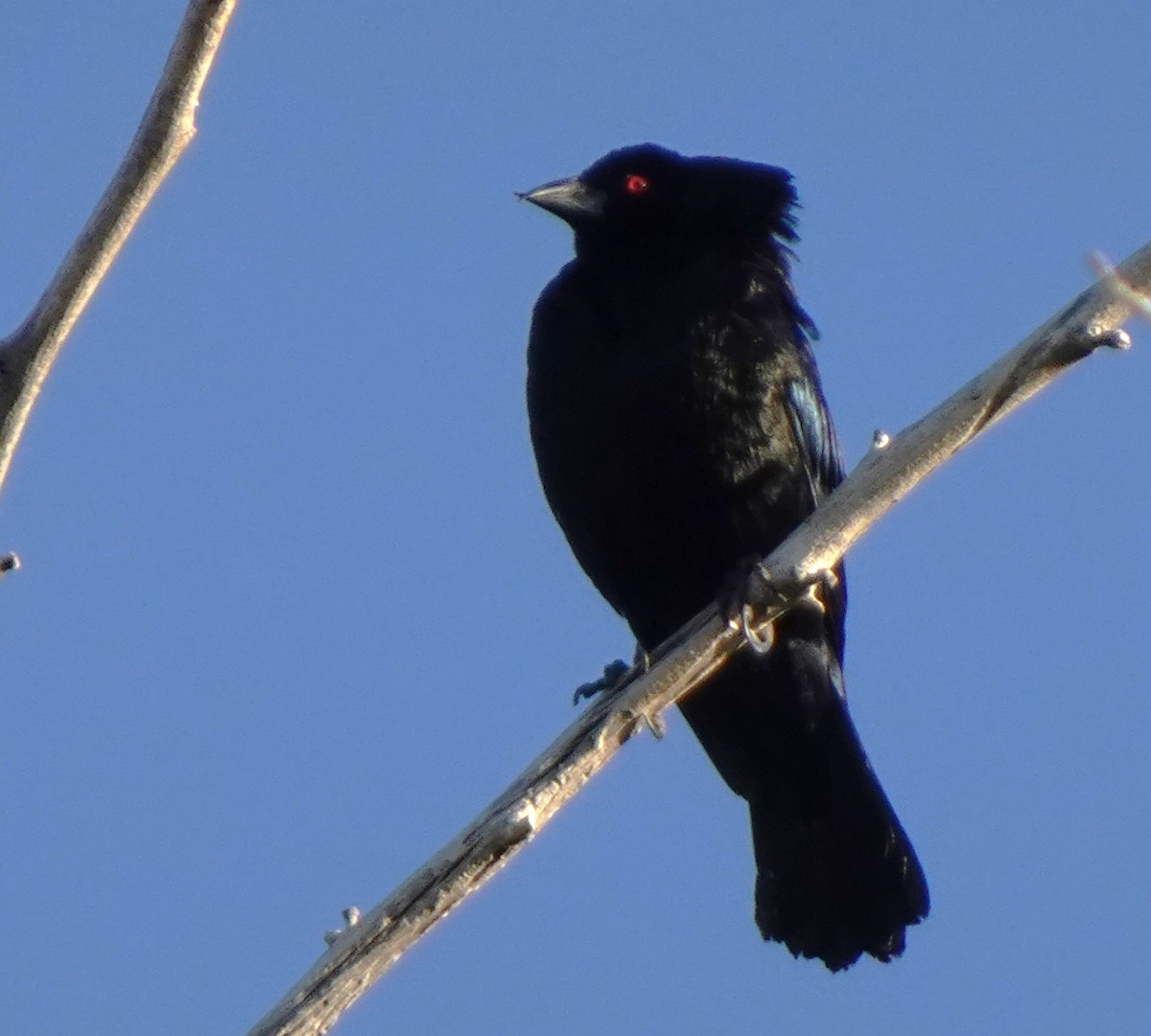 Bronzed Cowbird - ML635440017