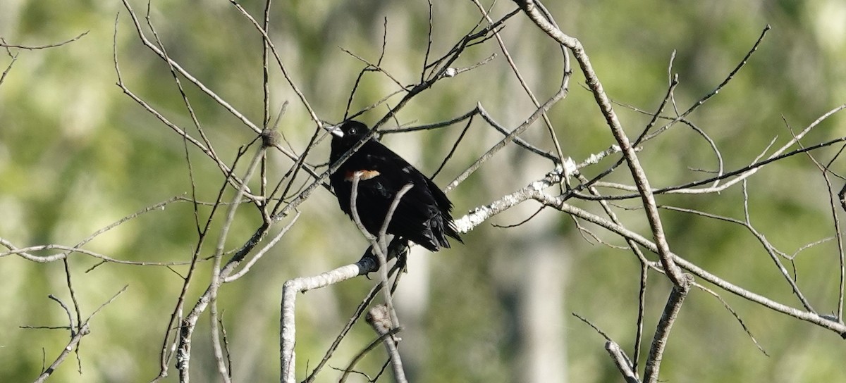 Red-winged Blackbird - ML635440027