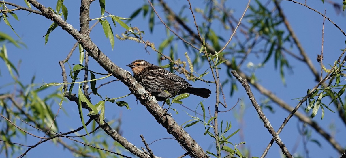 Red-winged Blackbird - ML635440028