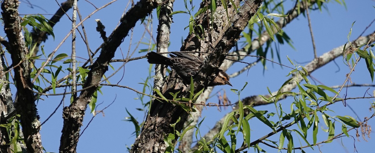 Red-winged Blackbird - ML635440029