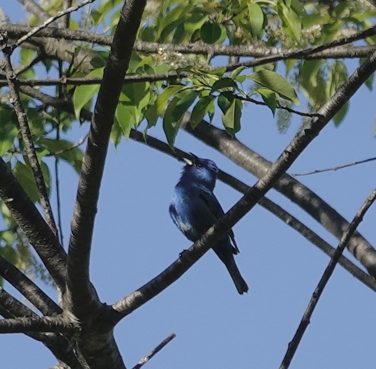 Indigo Bunting - ML635440055