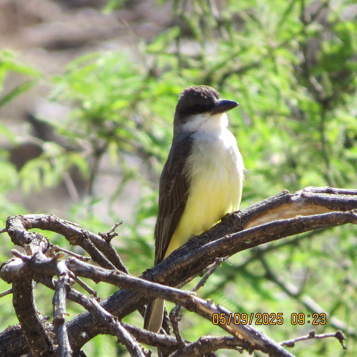 Thick-billed Kingbird - ML635440089