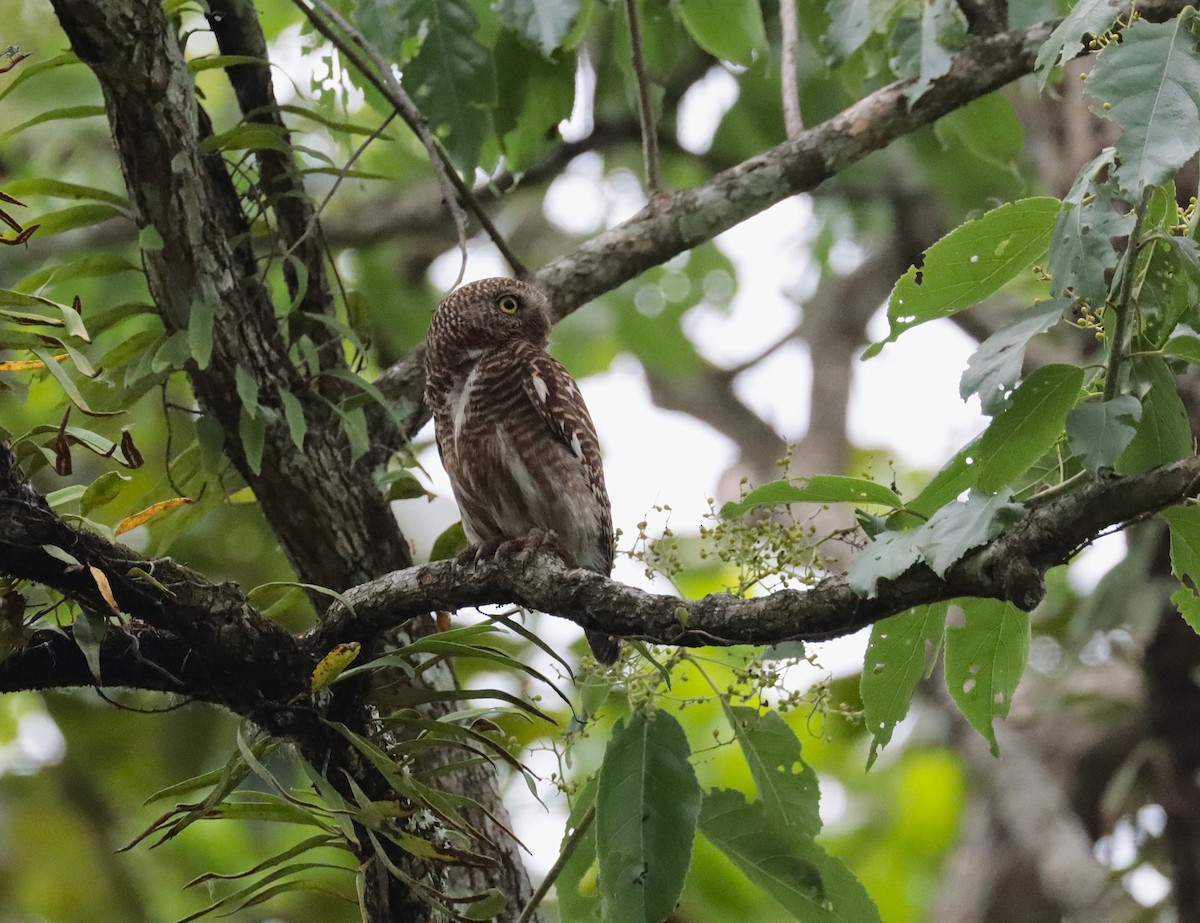 Asian Barred Owlet - ML635440112