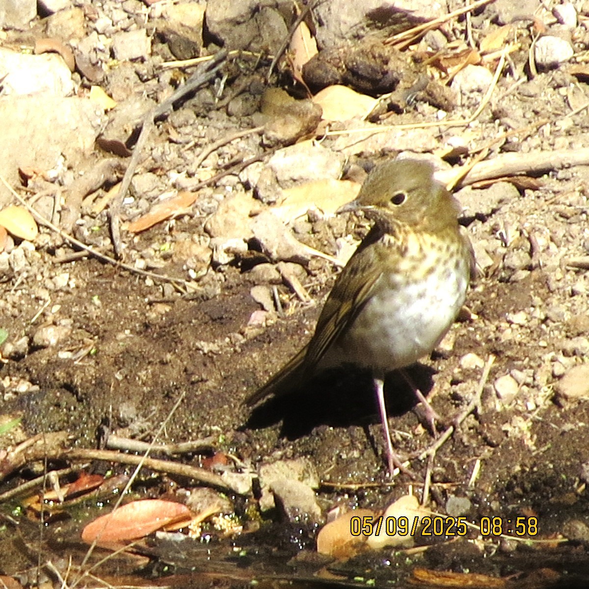 Swainson's Thrush - ML635440124