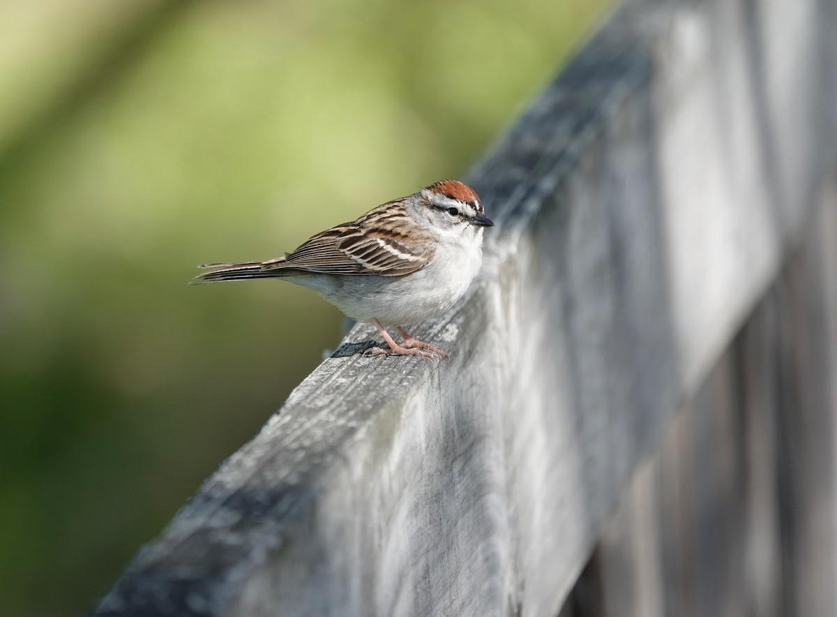 Chipping Sparrow - ML635440155