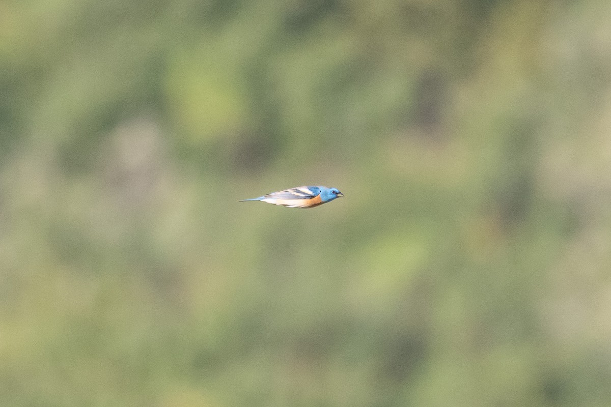 Lazuli Bunting - ML635440228