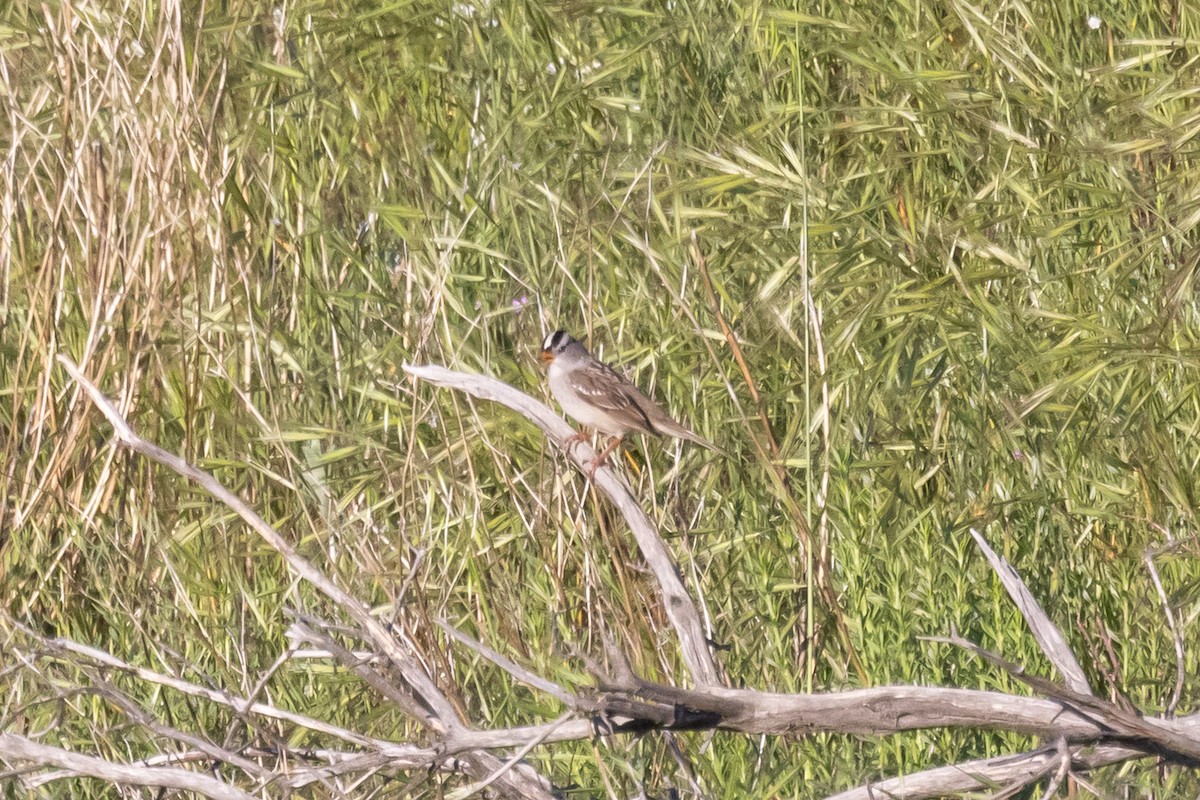 White-crowned Sparrow - ML635440237