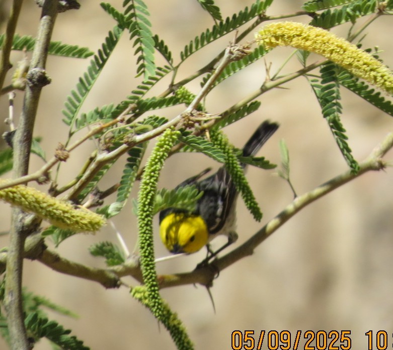 Hermit Warbler - ML635440243