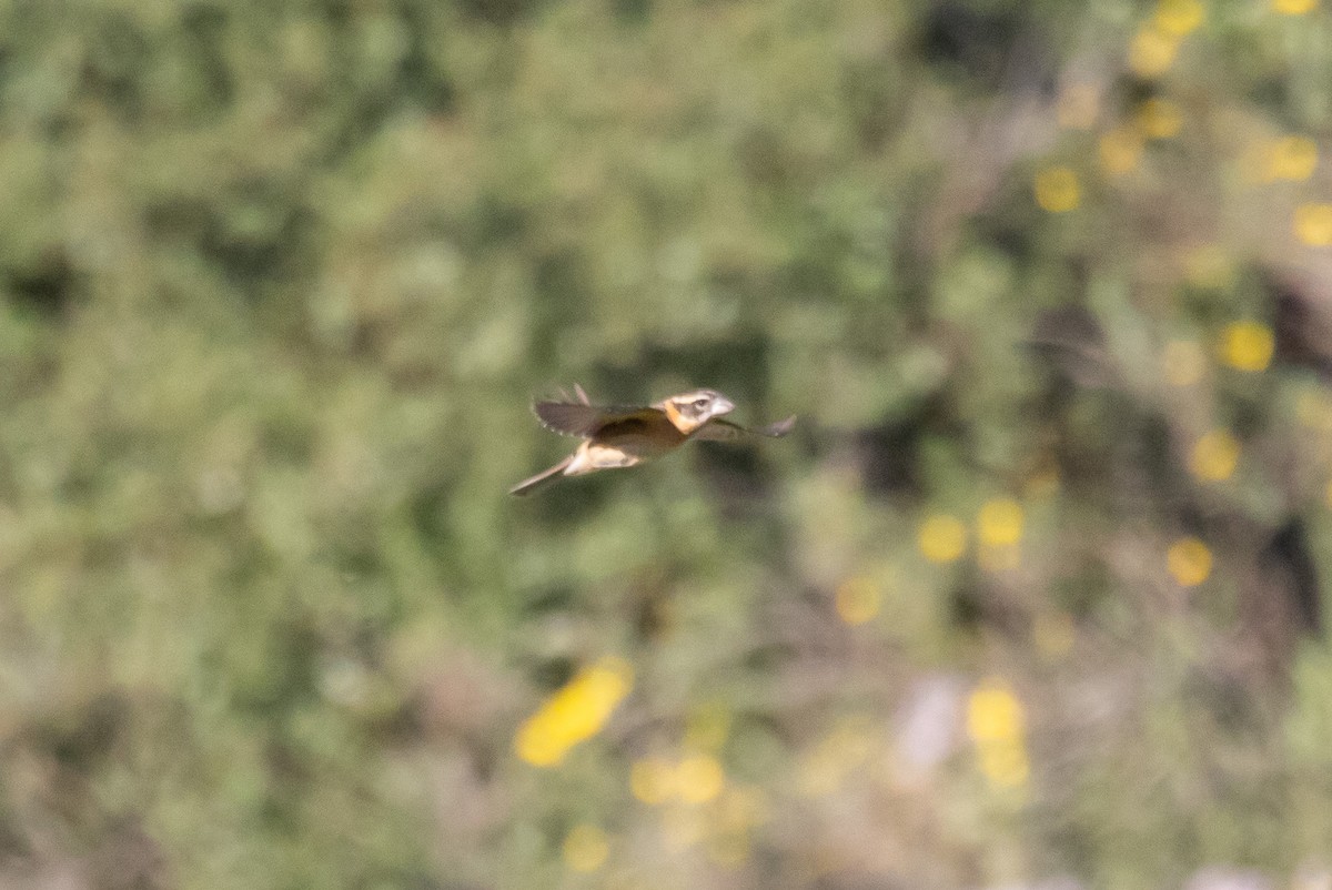 Black-headed Grosbeak - ML635440245
