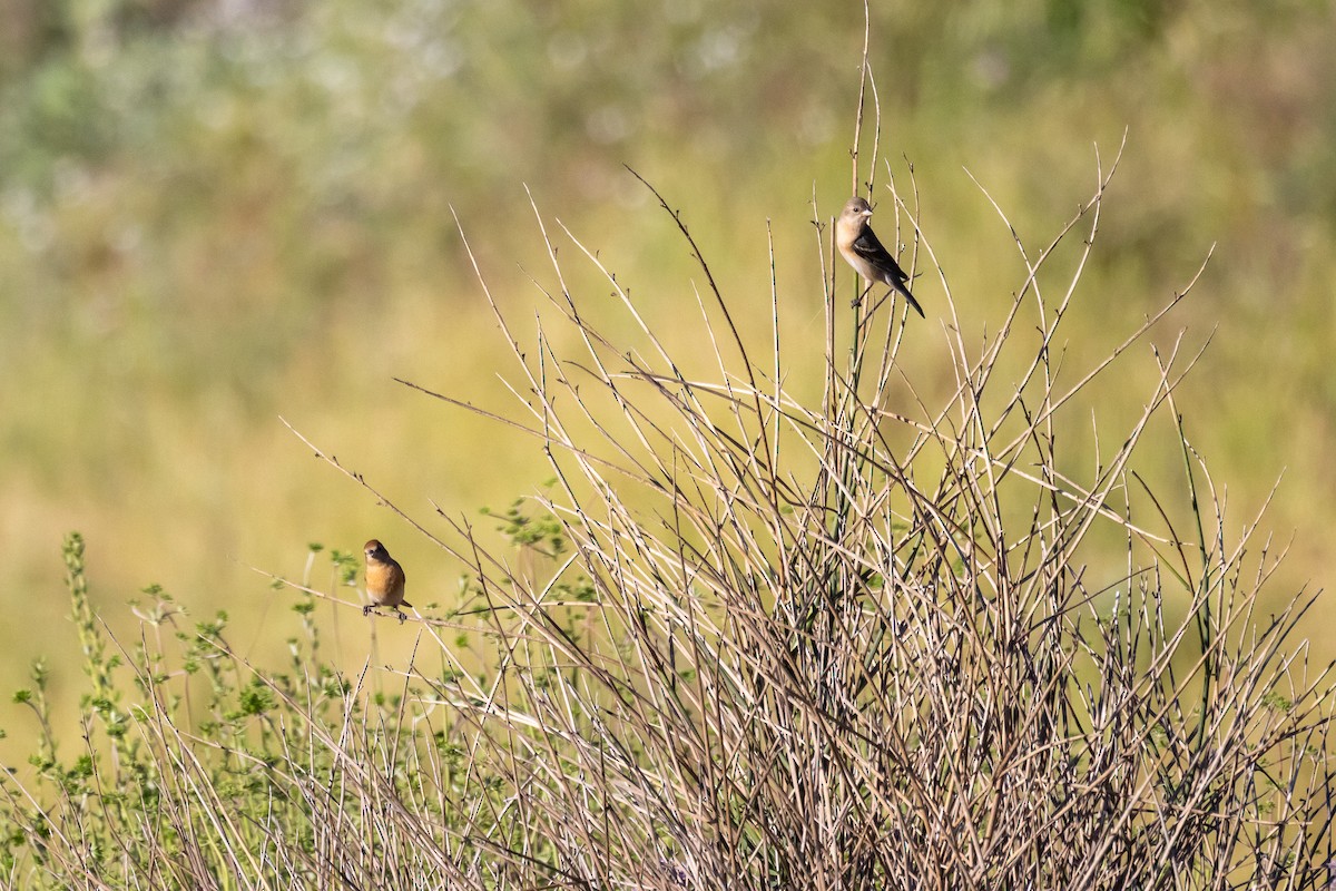 Lazuli Bunting - ML635440256