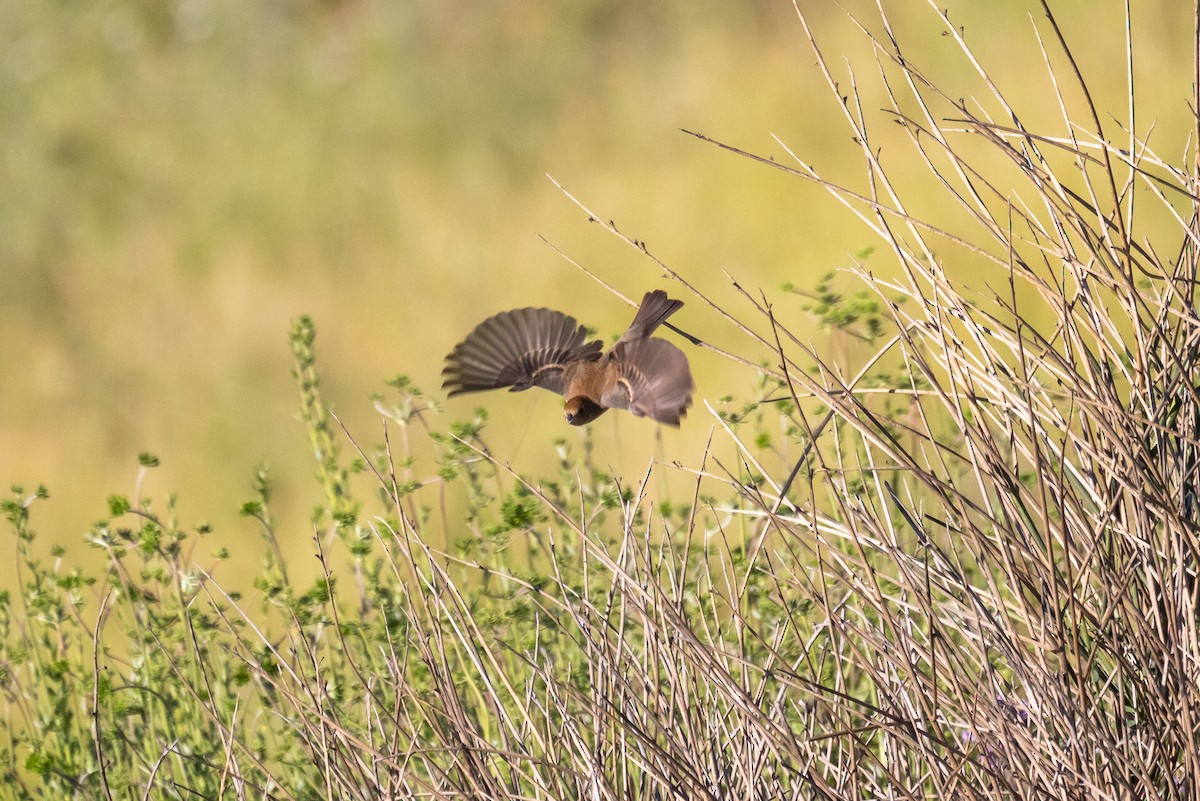 Lazuli Bunting - ML635440262