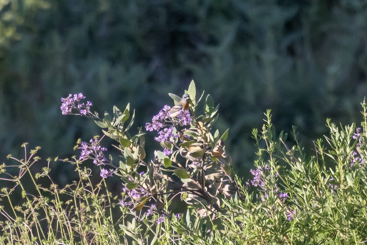 Lazuli Bunting - ML635440266