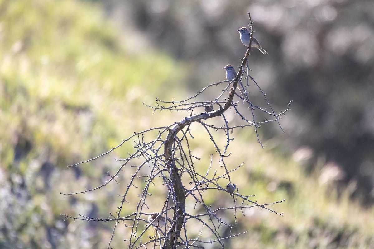 Chipping Sparrow - ML635440296
