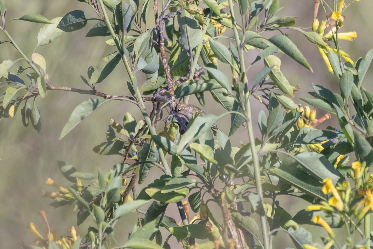 Costa's Hummingbird - ML635440346