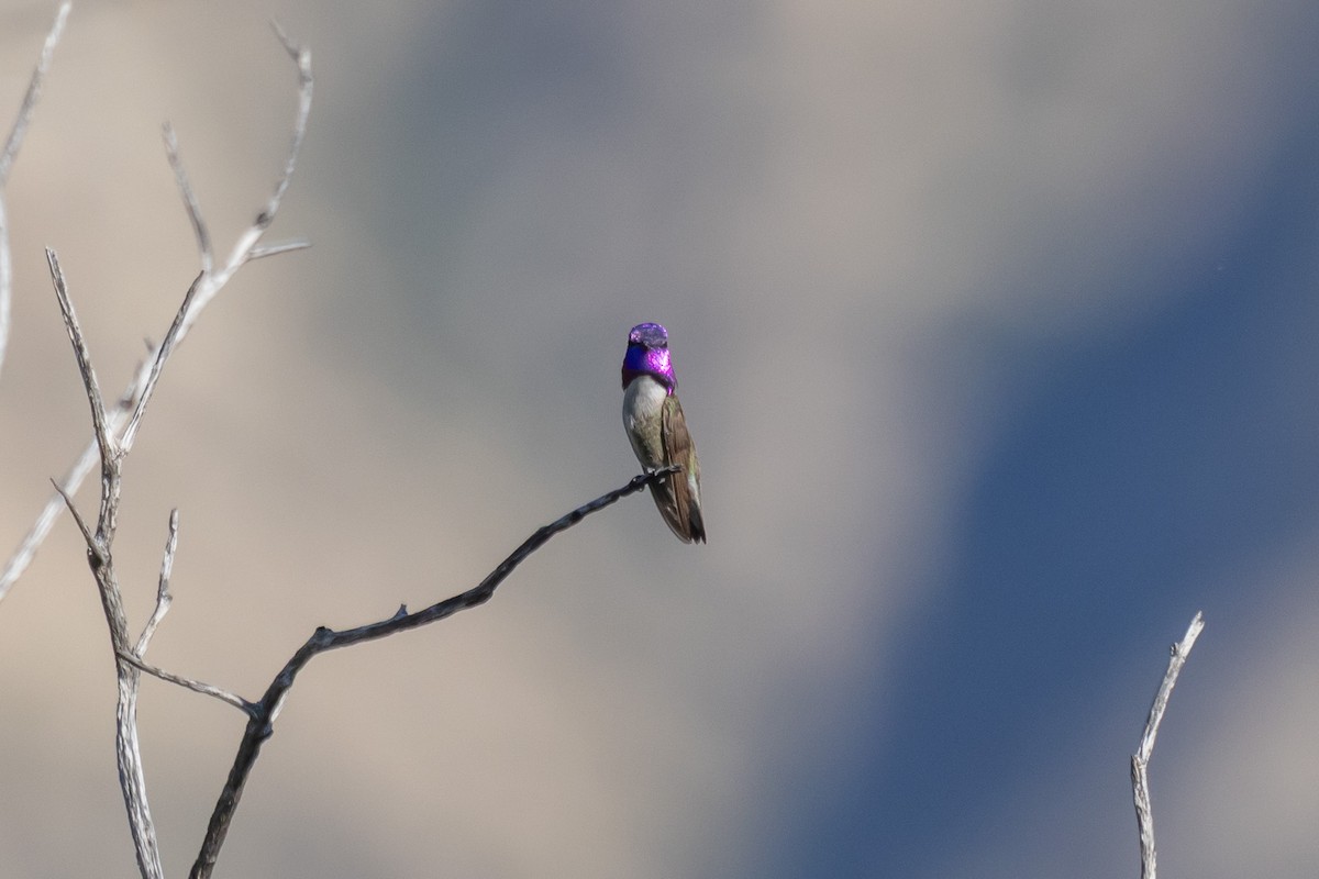 Costa's Hummingbird - ML635440376
