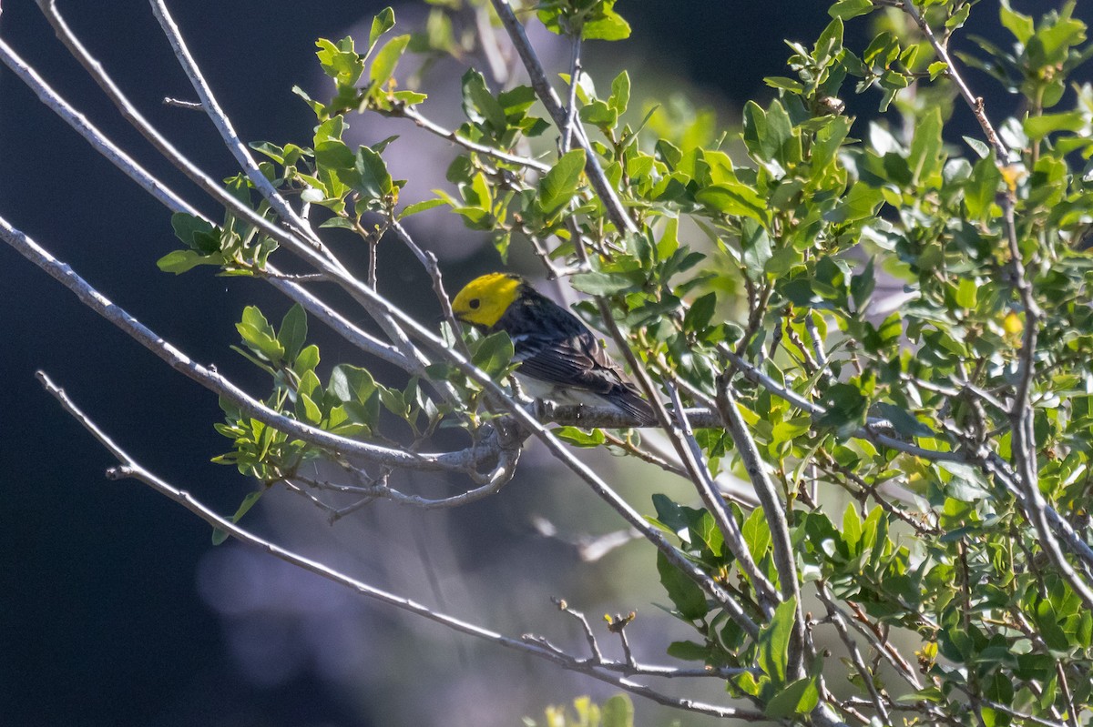 Hermit Warbler - ML635440383