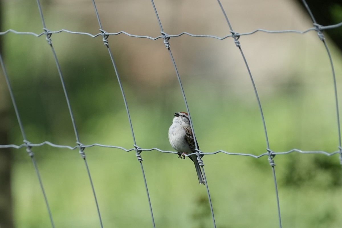 Chipping Sparrow - ML635440384