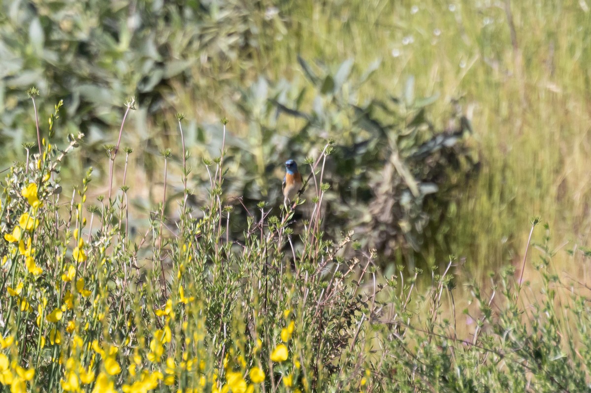 Lazuli Bunting - ML635440458