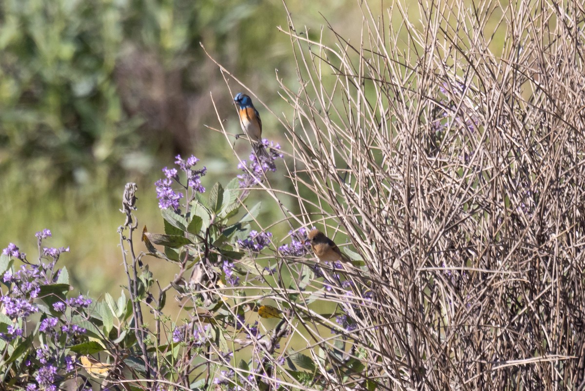 Lazuli Bunting - ML635440459