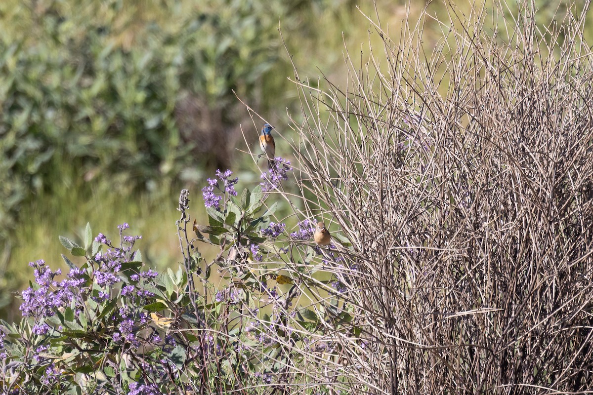 Lazuli Bunting - ML635440460