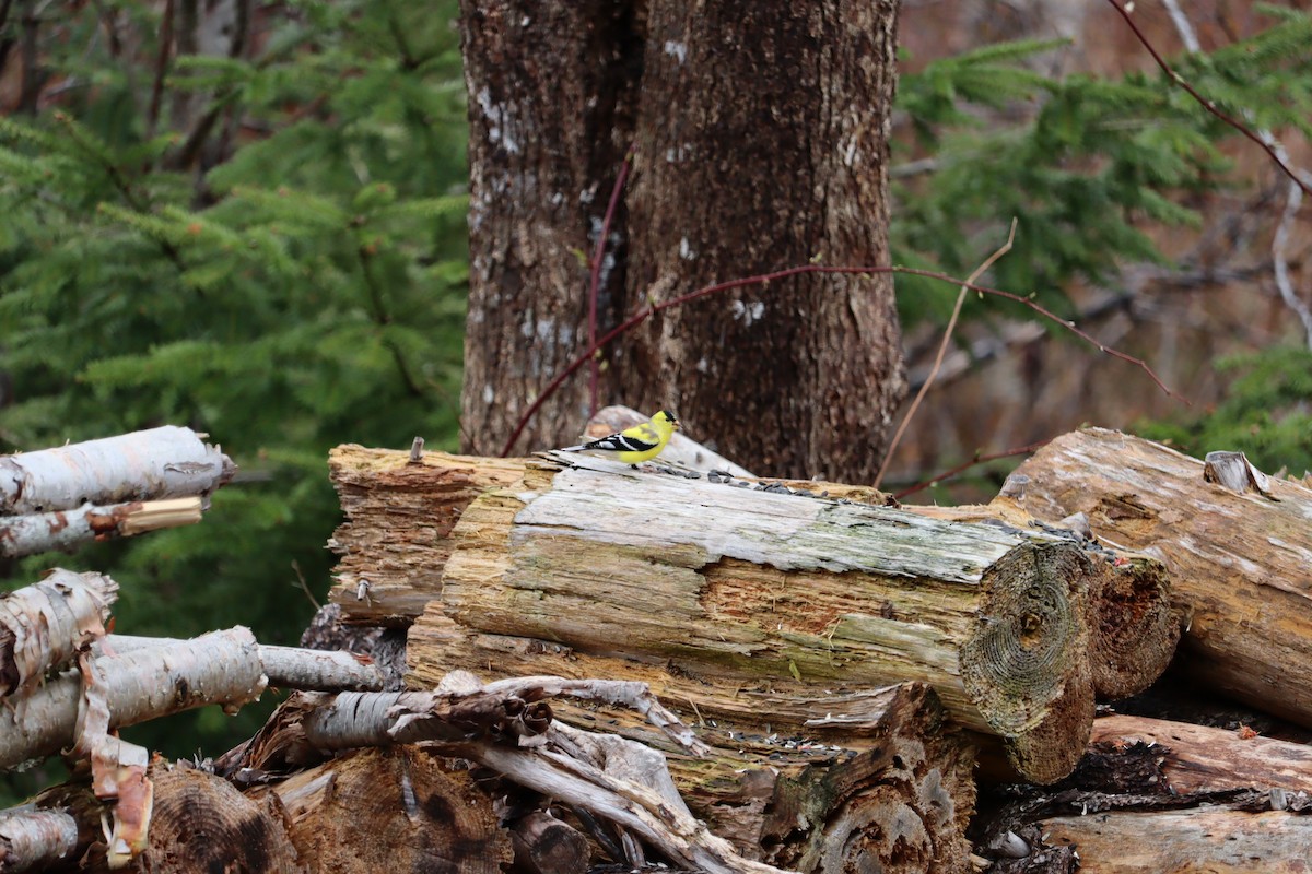 American Goldfinch - ML635440500