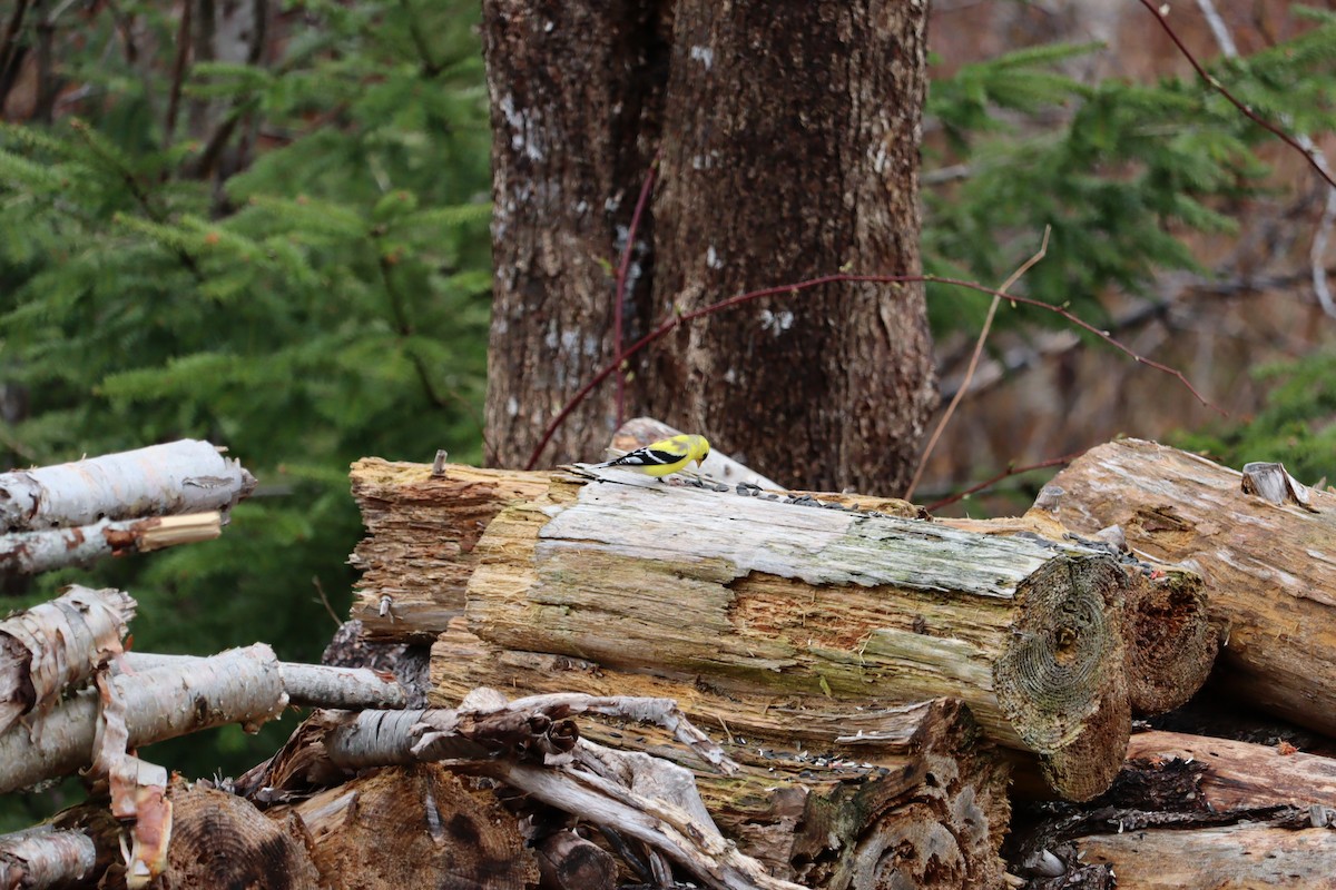 American Goldfinch - ML635440502