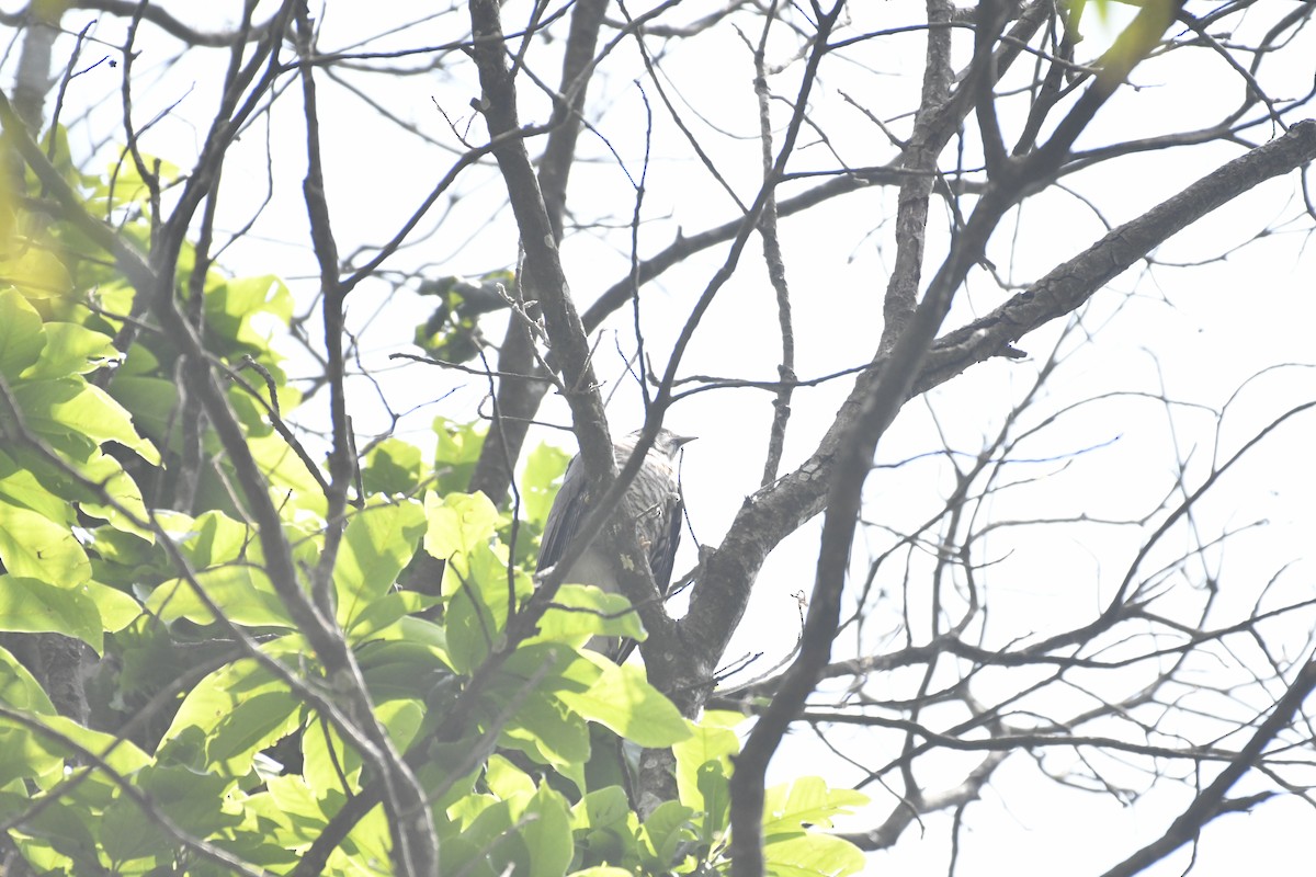 Large Hawk-Cuckoo - ML635440595