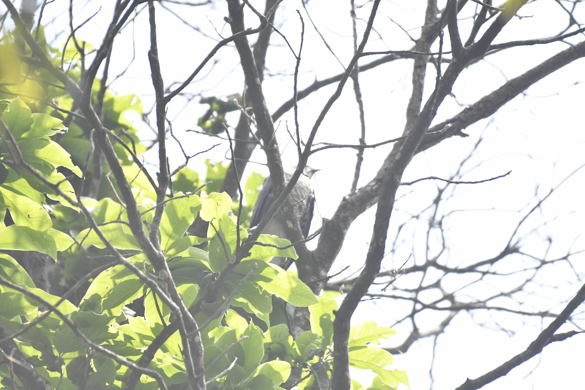 Large Hawk-Cuckoo - ML635440596