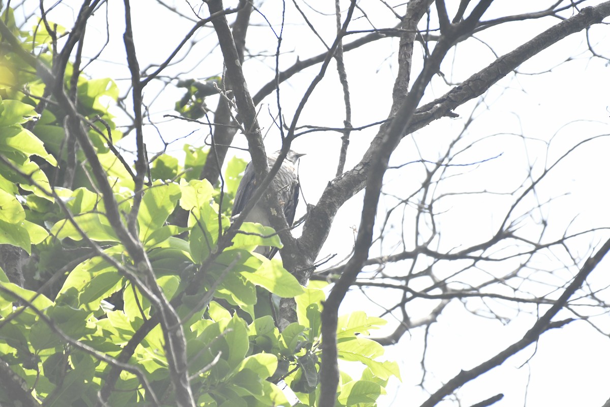 Large Hawk-Cuckoo - ML635440597