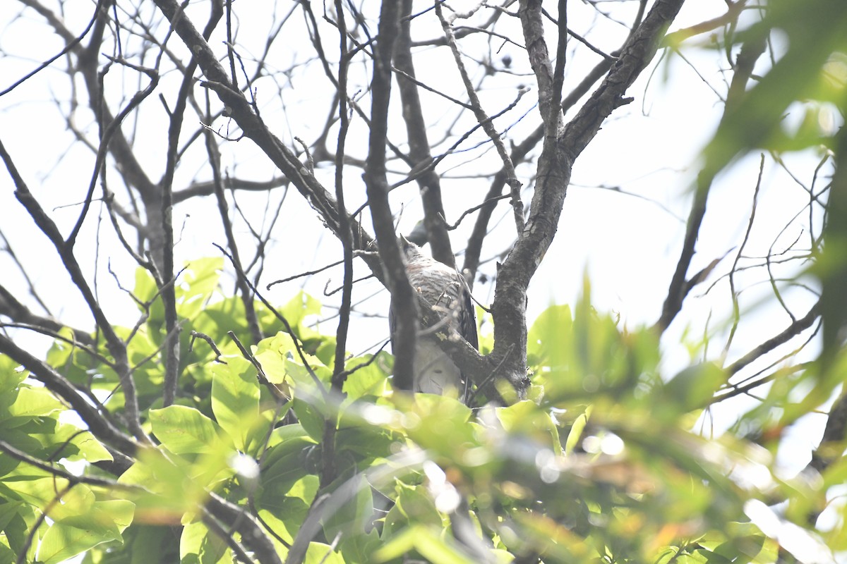 Large Hawk-Cuckoo - ML635440599