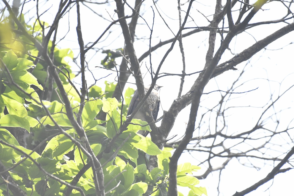 Large Hawk-Cuckoo - ML635440601
