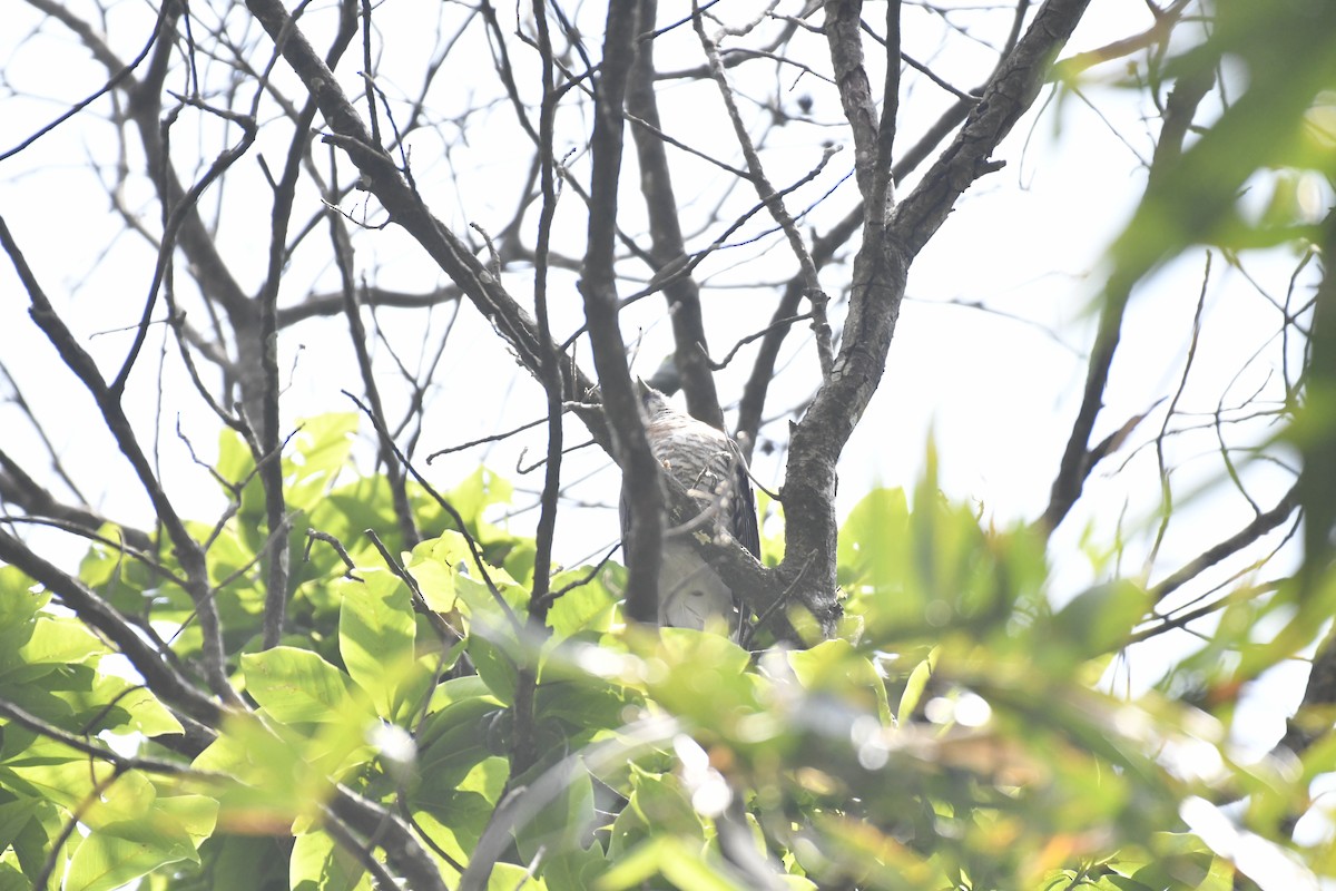 Large Hawk-Cuckoo - ML635440602