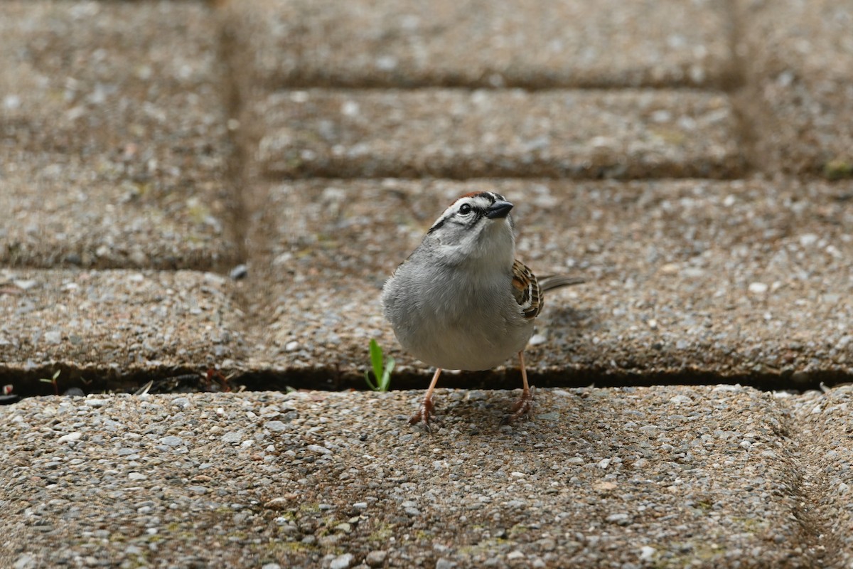Chipping Sparrow - ML635440625