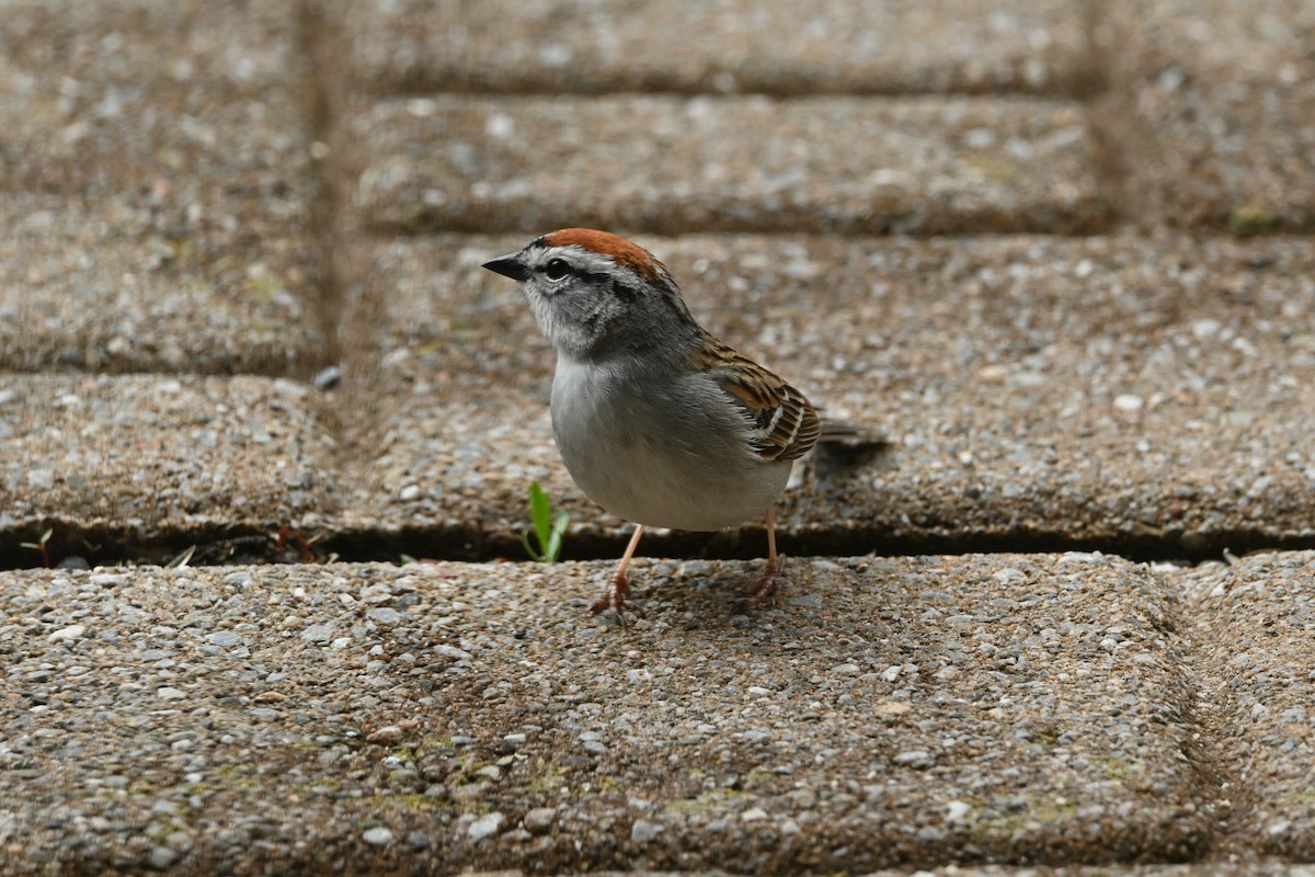 Chipping Sparrow - ML635440628