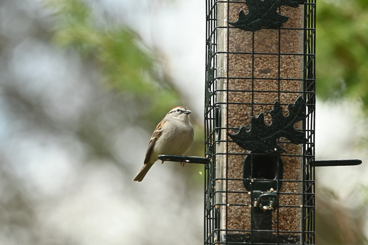 Chipping Sparrow - ML635440630