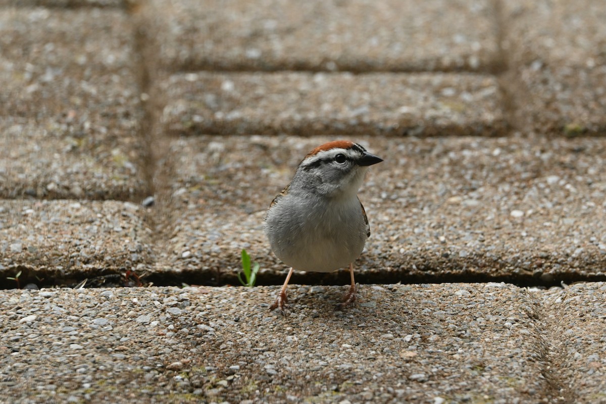 Chipping Sparrow - ML635440634