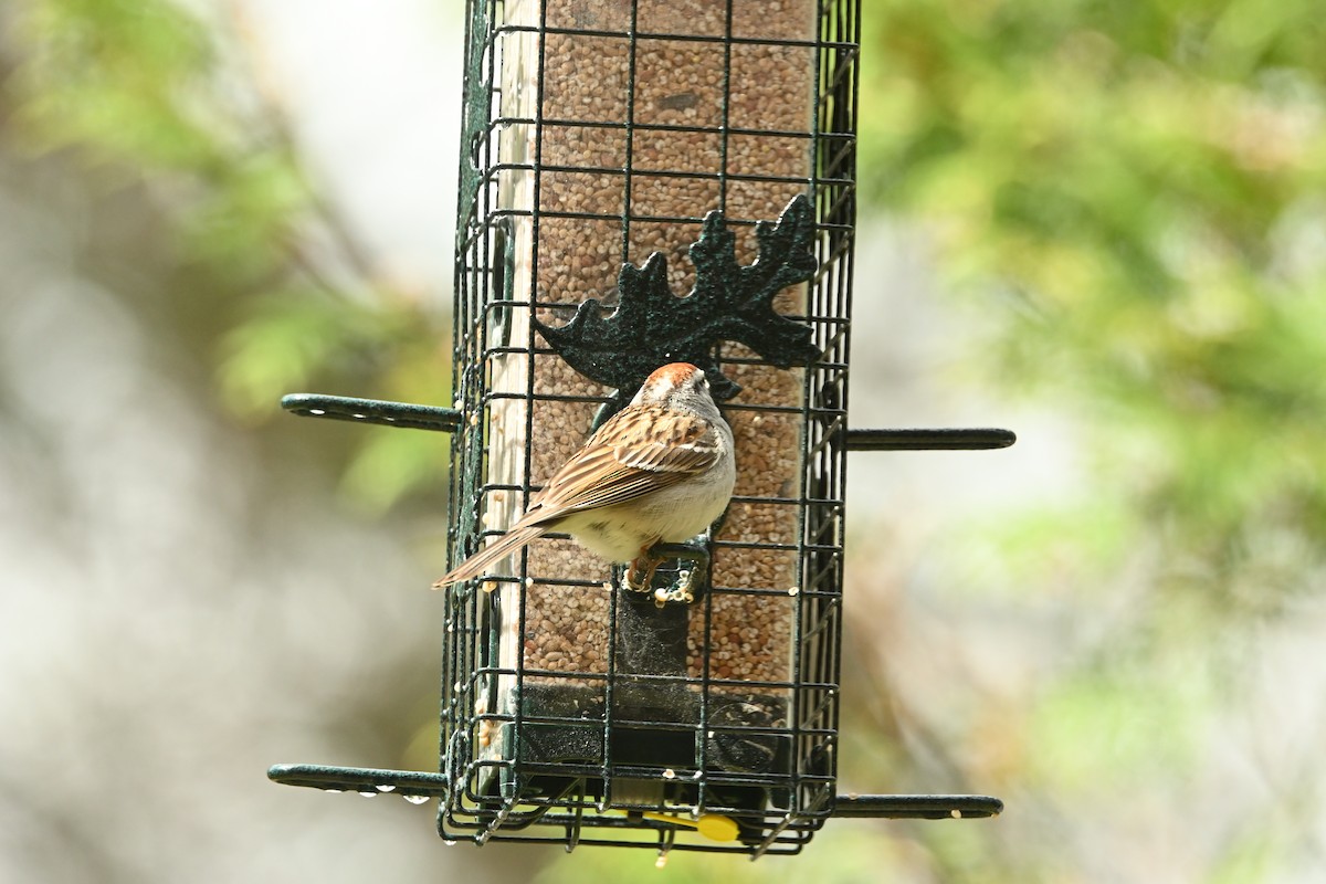 Chipping Sparrow - ML635440636