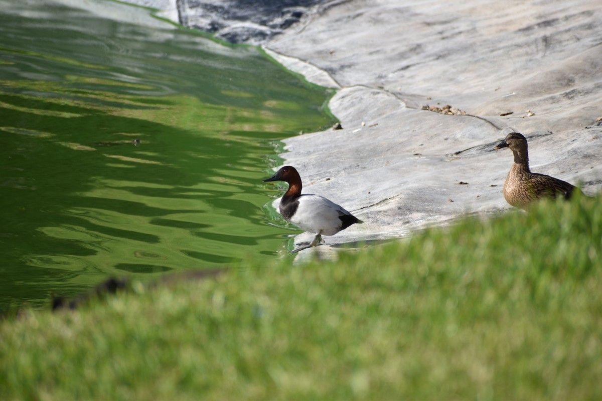 Canvasback - ML635440718