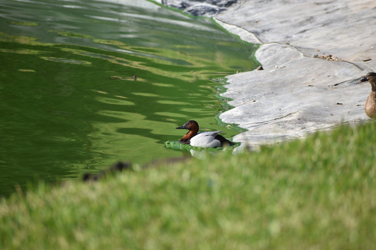 Canvasback - ML635440719