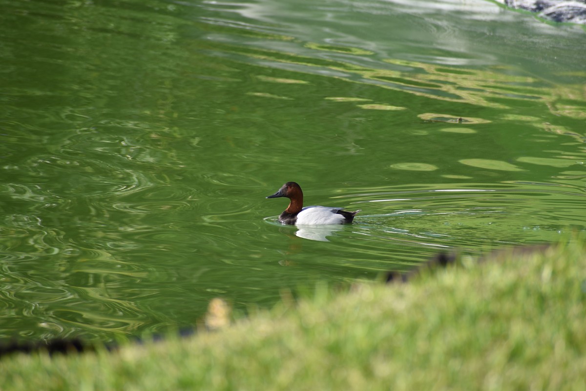 Canvasback - ML635440720