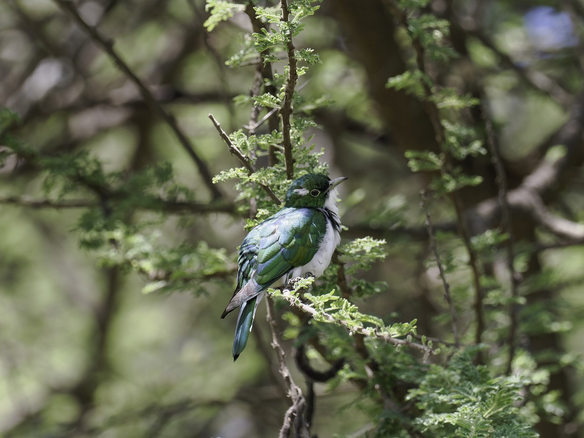 Klaas's Cuckoo - ML635440724