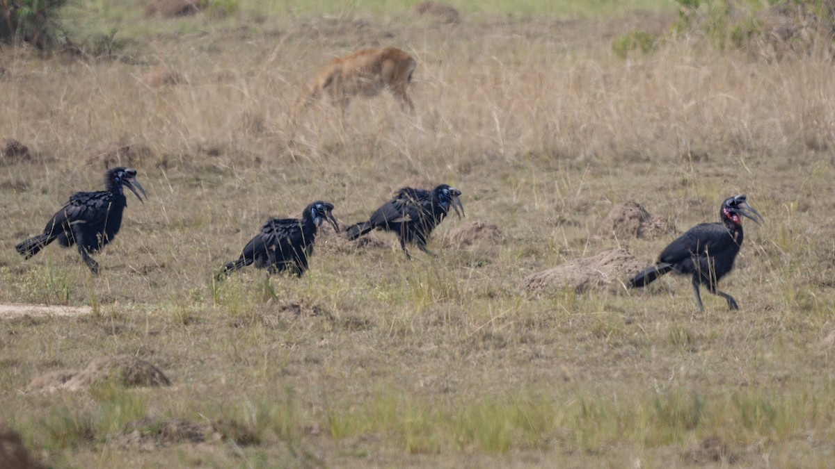 Abyssinian Ground-Hornbill - ML635440848
