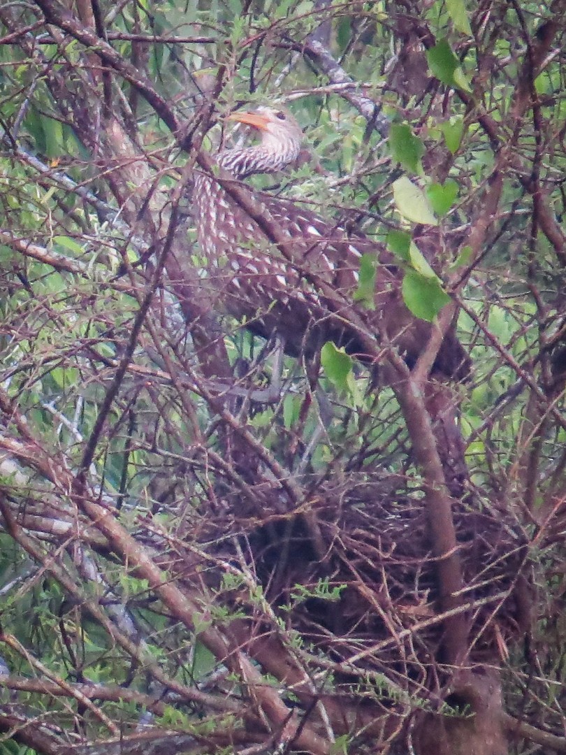 Limpkin - ML635441072