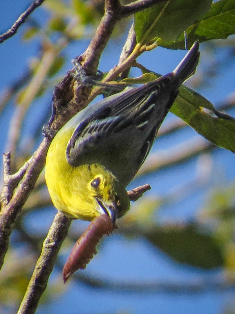 Yellow-throated Vireo - ML635441091