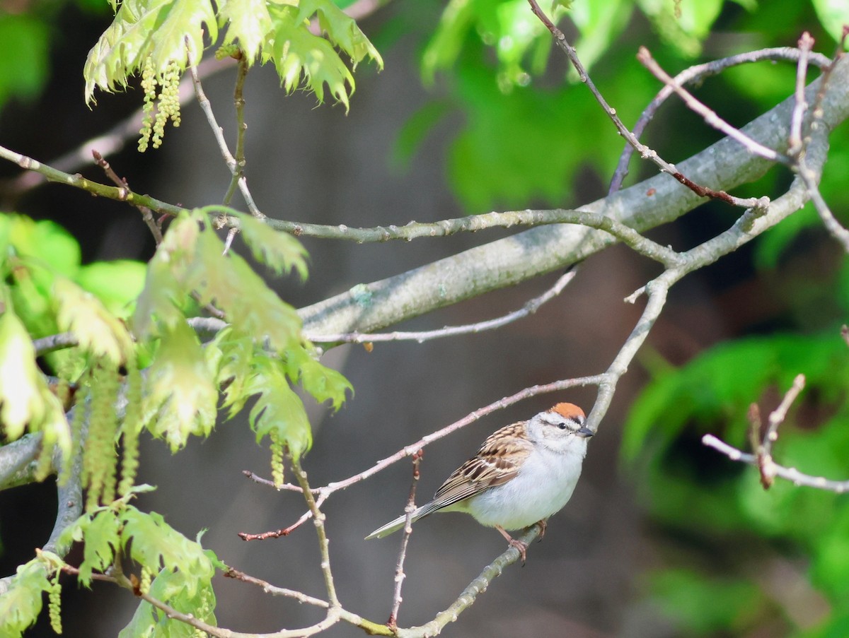 Chipping Sparrow - ML635441112