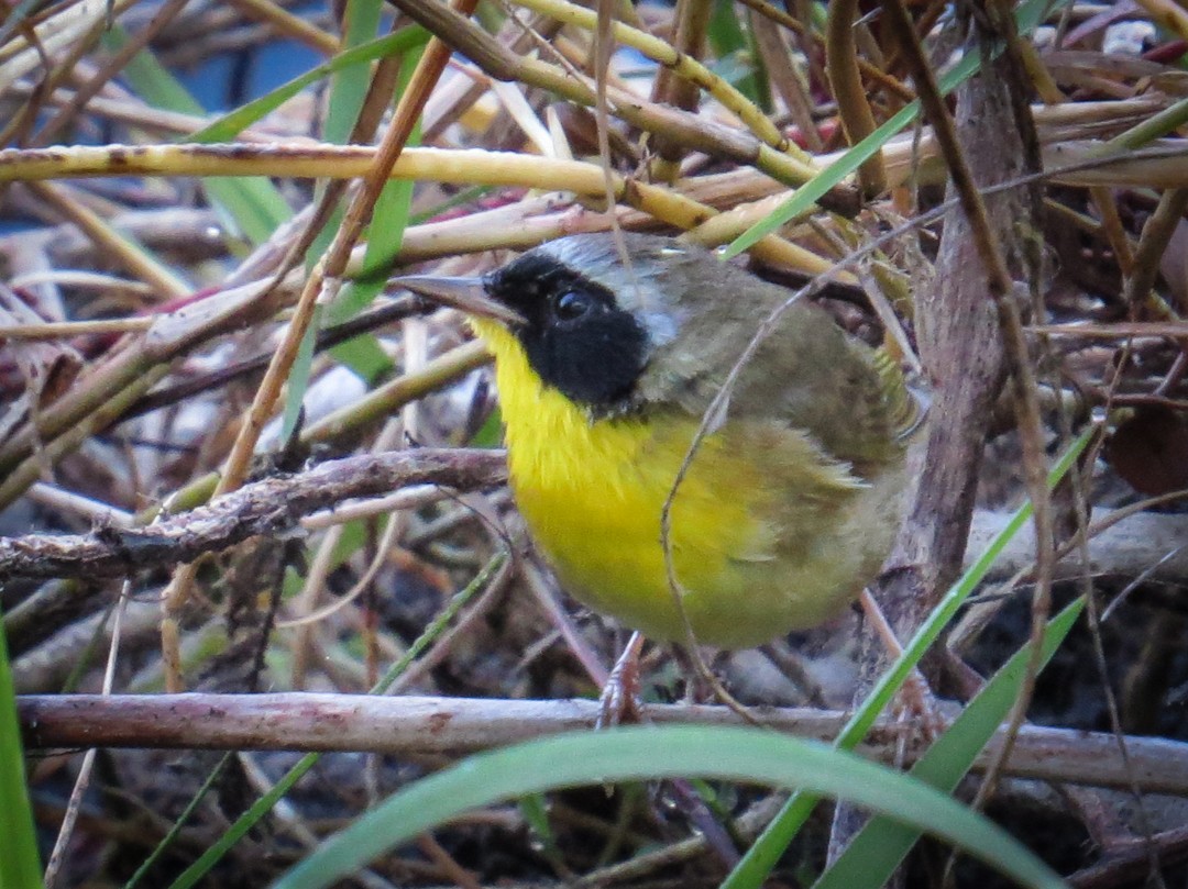 Common Yellowthroat - ML635441119