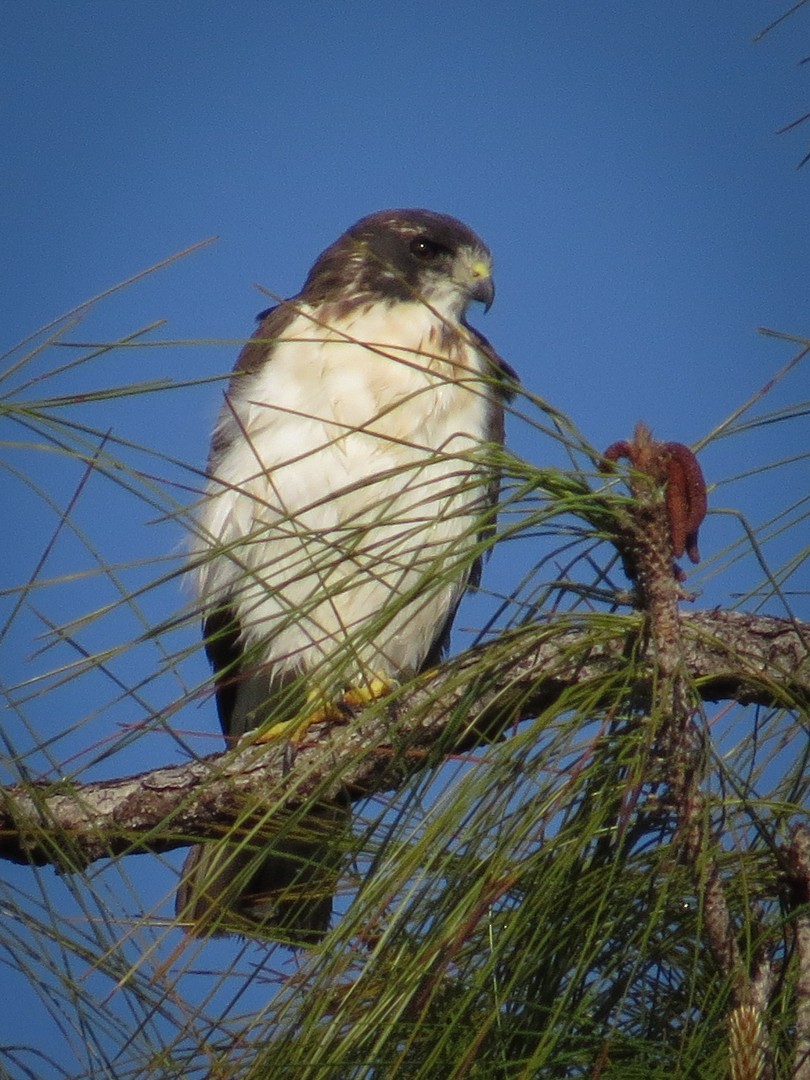 Short-tailed Hawk - ML635441217
