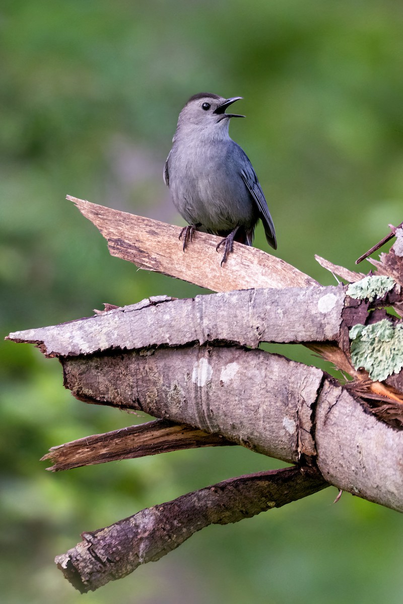 Gray Catbird - ML635441412