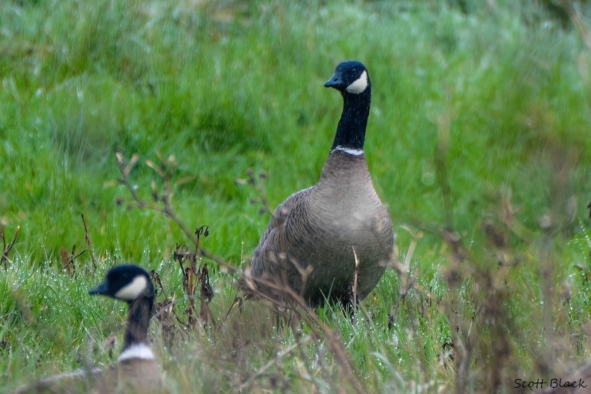 Cackling Goose (Aleutian) - ML635441446