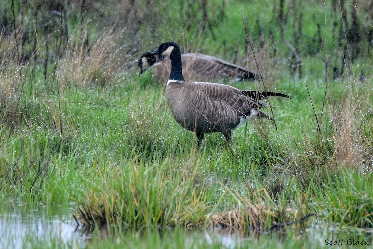 Cackling Goose (Aleutian) - ML635441447